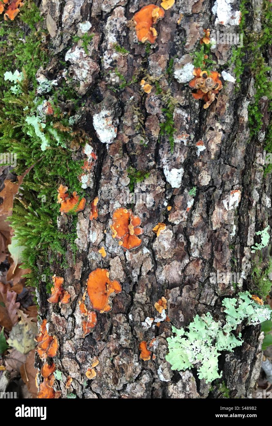 Tronco di albero caduto nel bosco ricoperto da muschi, licheni e funghi Stock Photo