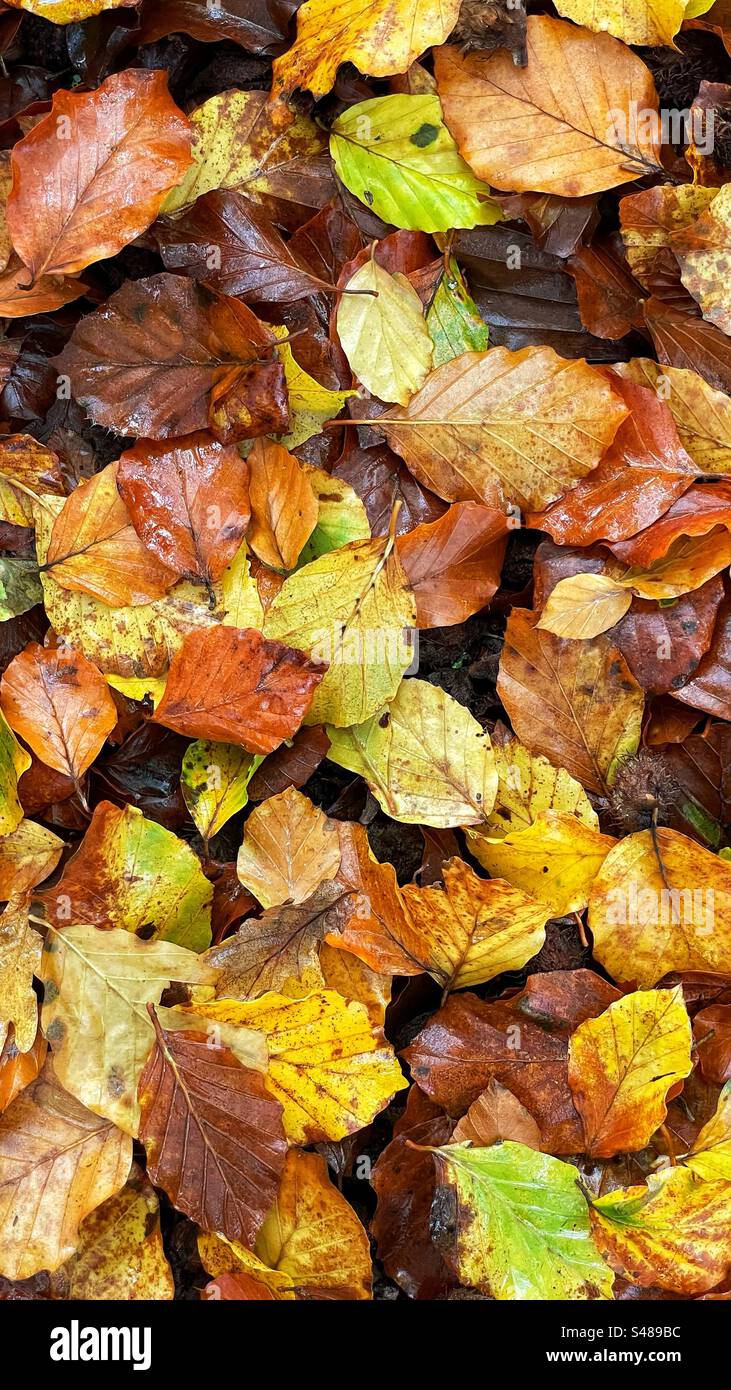 Autumn leaves - Smartphone Captured Stock Image
