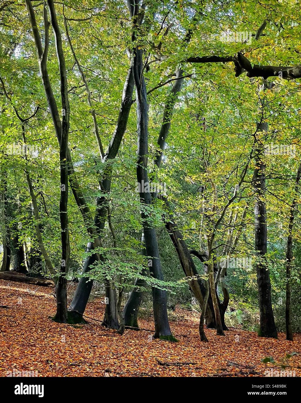 Autumnal woodland scene - Smartphone Captured Stock Image