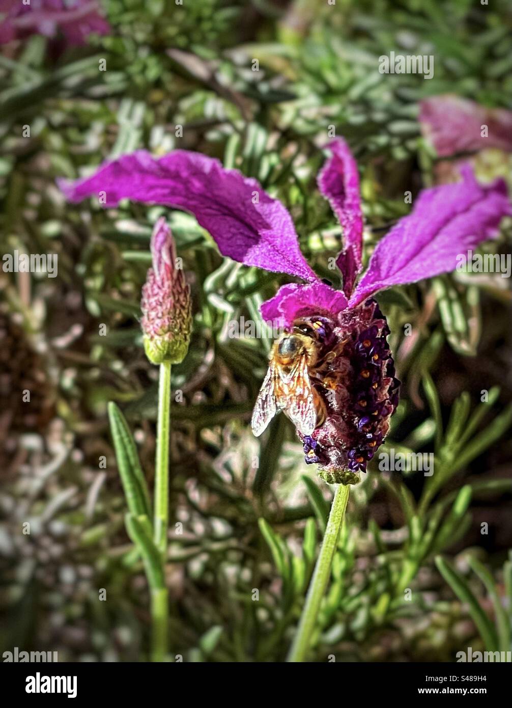 Honey bee foraging for nectar on lavender flower in springtime. Selective focus. Pollination. Botany. - Smartphone Captured Stock Image