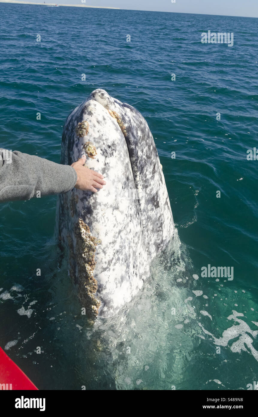 Petting whales in Baja California Mexico. - Smartphone Captured Stock Image