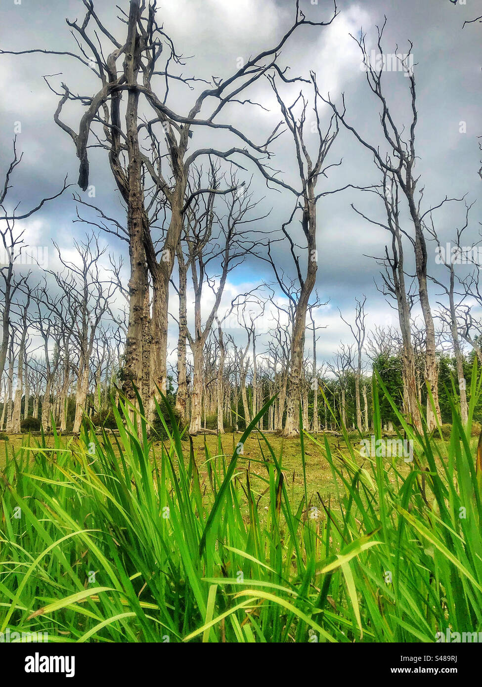 Dead standing oak trees in the New Forest National Park Hampshire