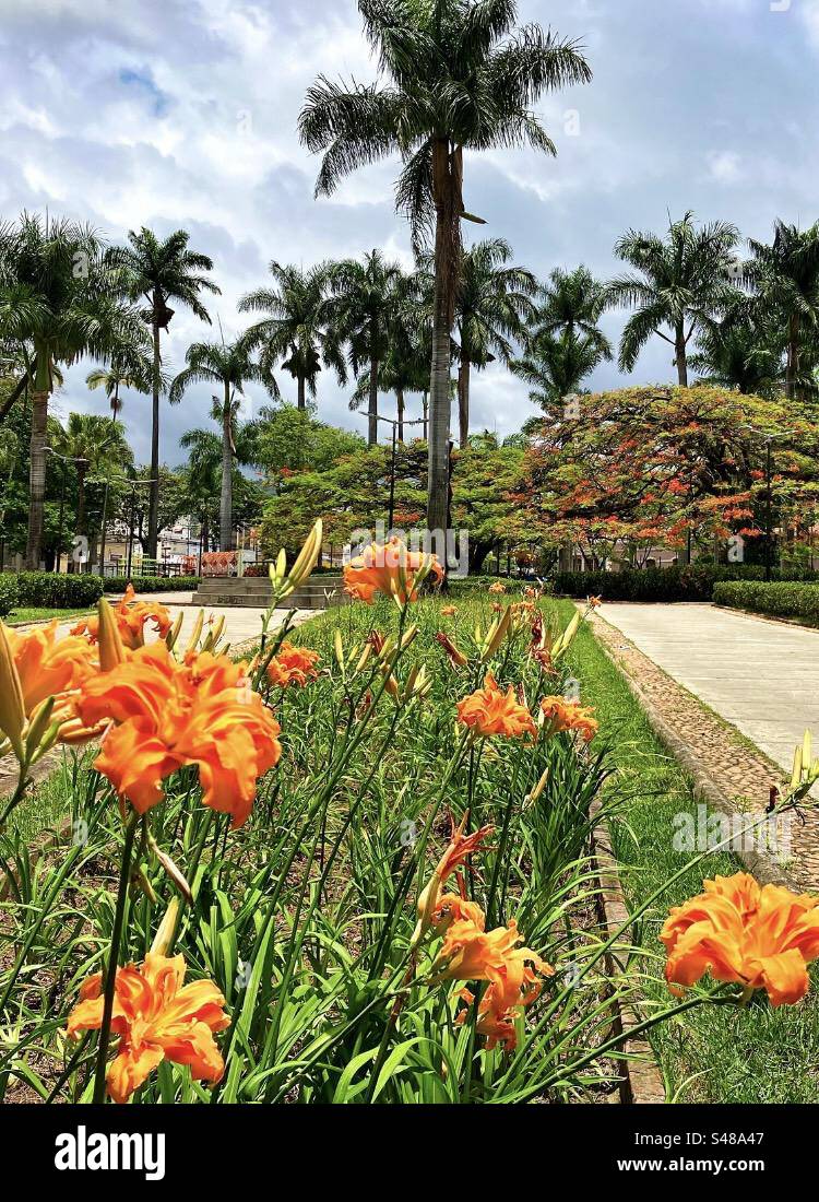 Colourful flowers and palm trees in Praça Floriano Peixoto situated in the city of Belo Horizonte, Brazil Stock Photo