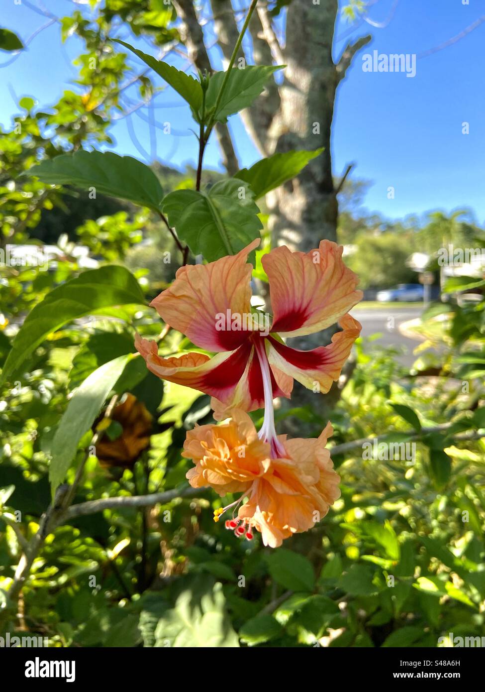 Hibiscus flower Cairns Australia Stock Photo Alamy