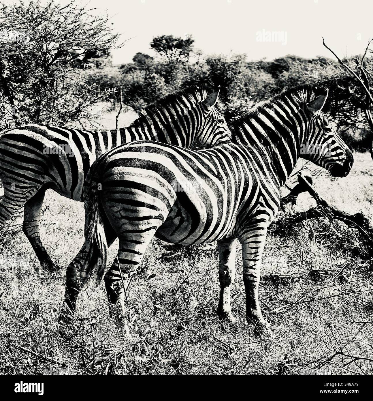 Zebra in South Africa Stock Photo Alamy