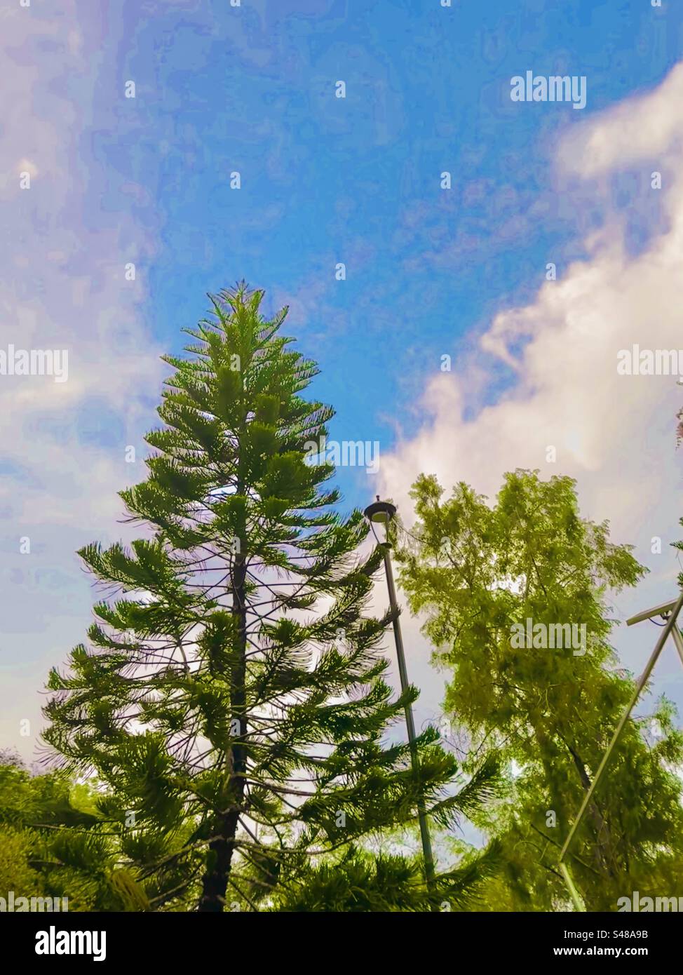 Beautiful shaped tree hi-res stock photography and images - Alamy