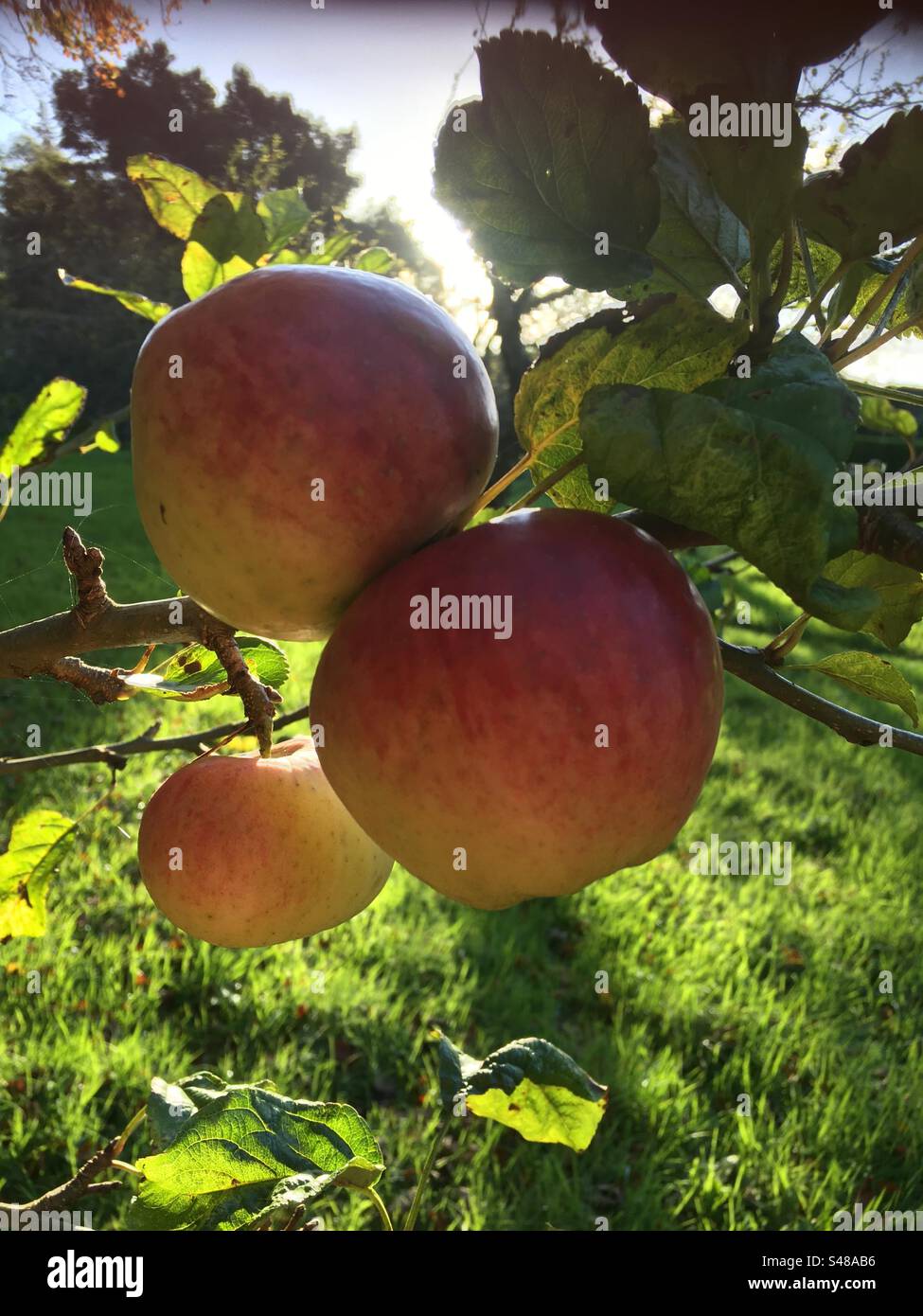 Autumn ,Apple, sunlight garden orchard, green, red, sunlight - Smartphone Captured Stock Image