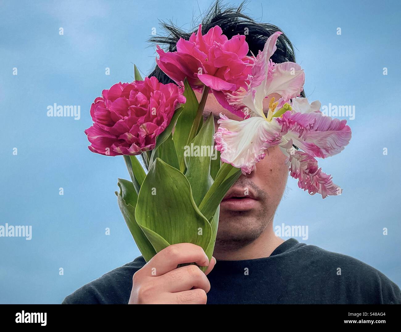 Young man holding a bouquet of pink, double and parrot tulips in front of his face against blue sky. Obscured face. Springtime theme. Stock Photo