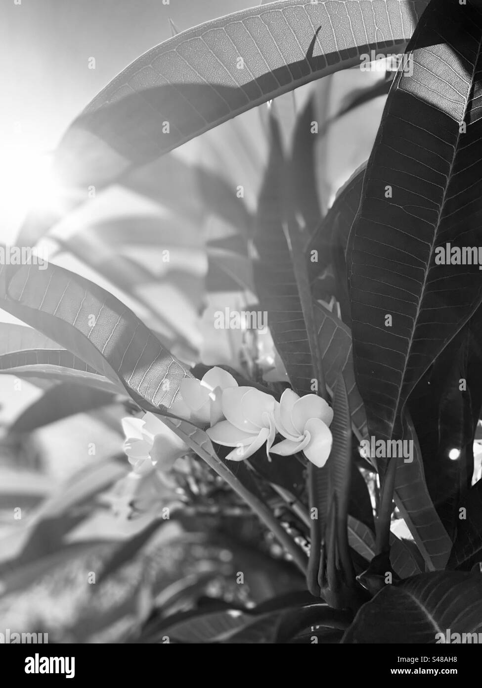 Frangipani flowers with sun light noir Stock Photo