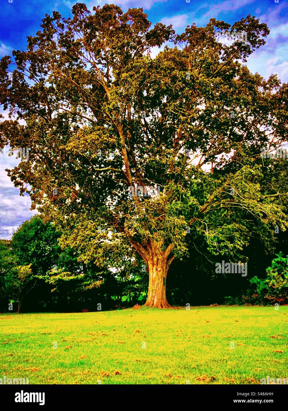 Just a proud standing tree on an empty lot in North Carolina - Smartphone Captured Stock Image