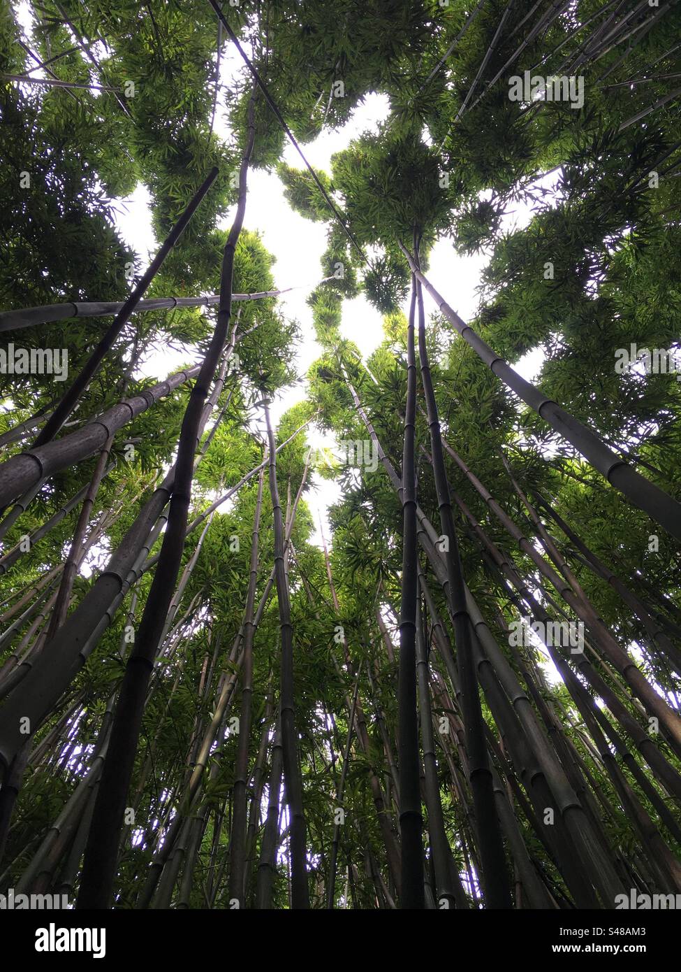 Bamboo forest in hawaii hires stock photography and images Alamy