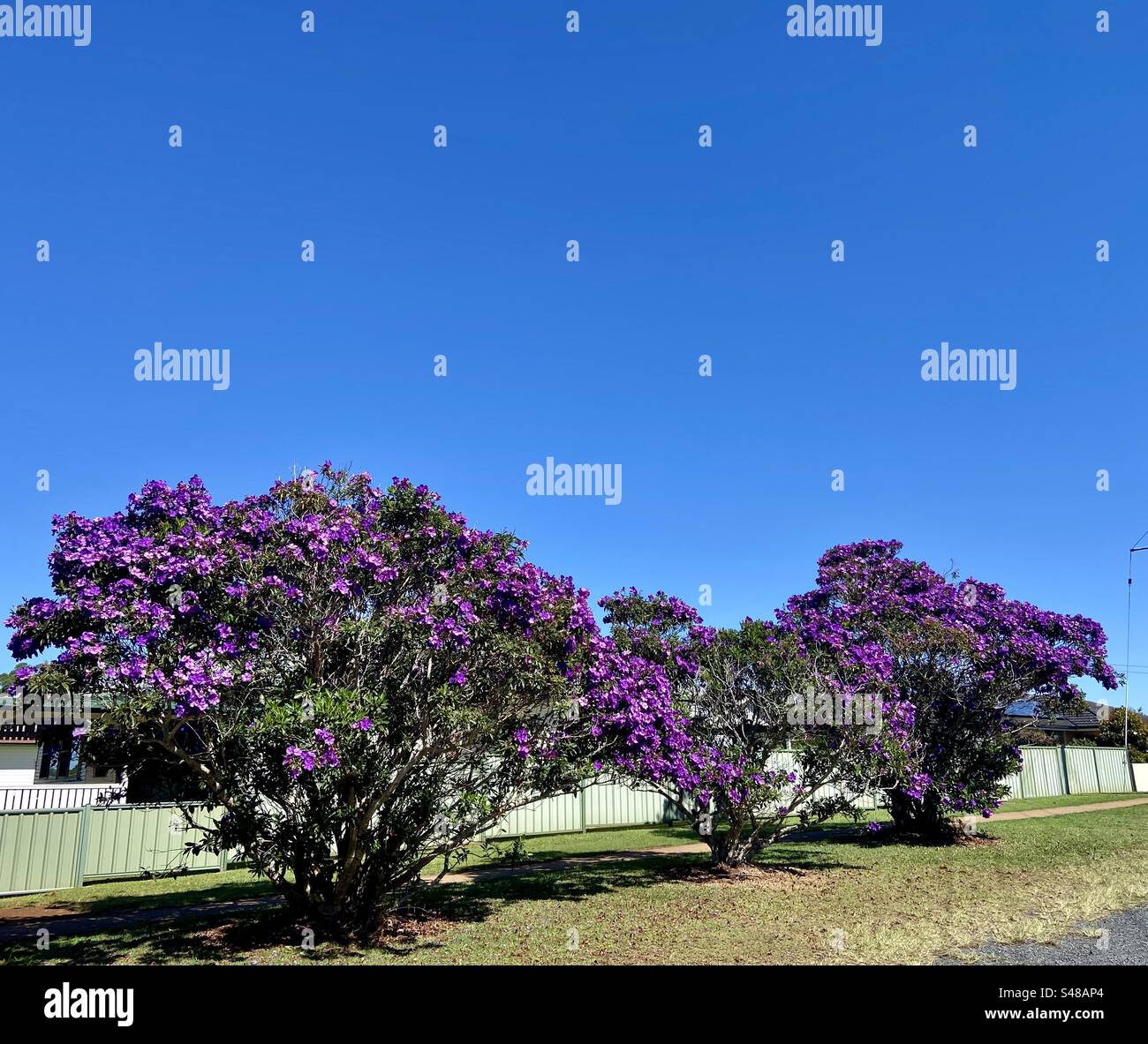 Purple Jacaranda trees NSW roadside Australia Stock Photo Alamy