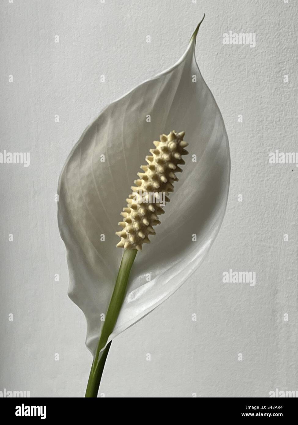 Peace lily flower against a white background Stock Photo Alamy