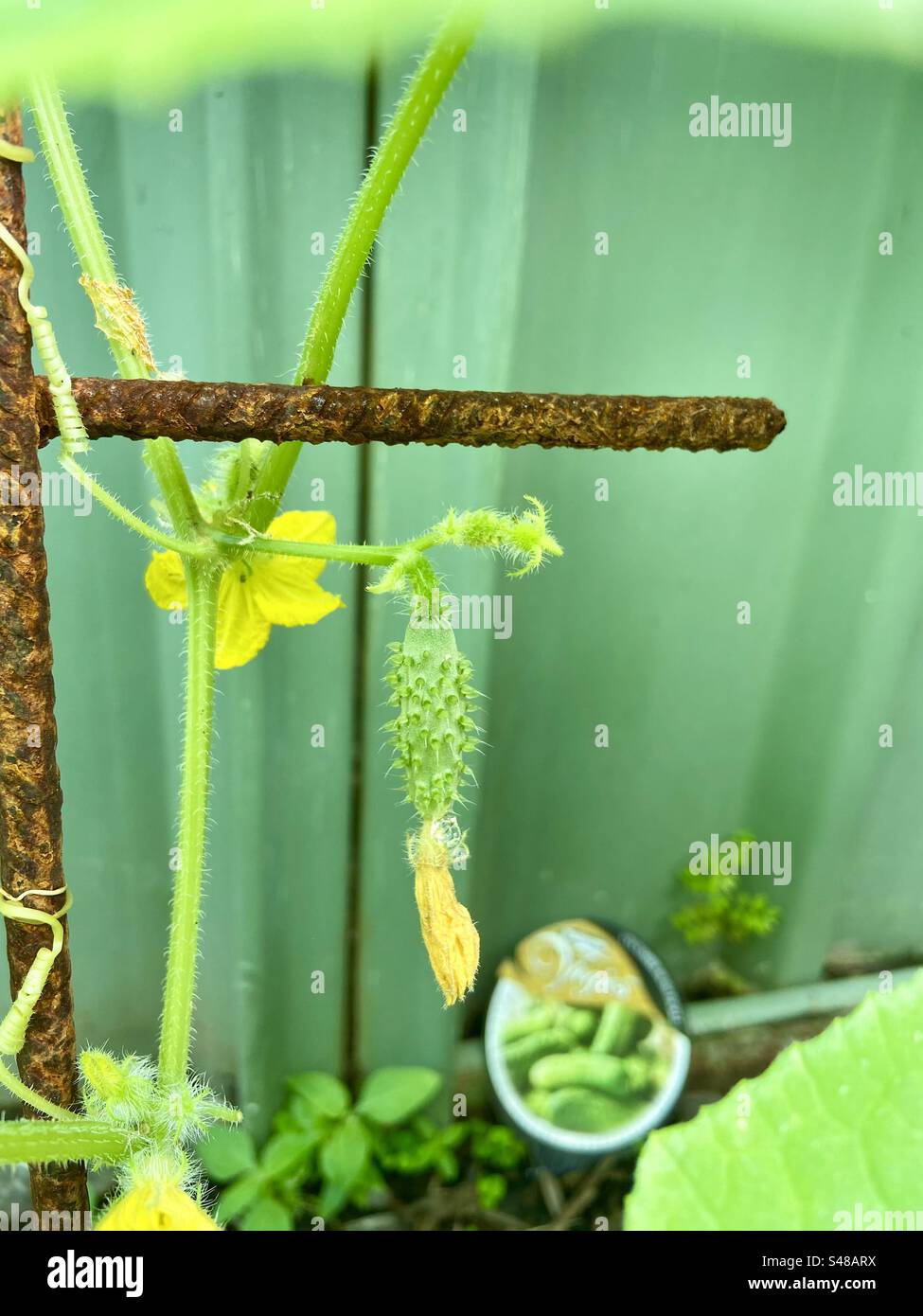 Baby gherkin close up with flower Australia Stock Photo