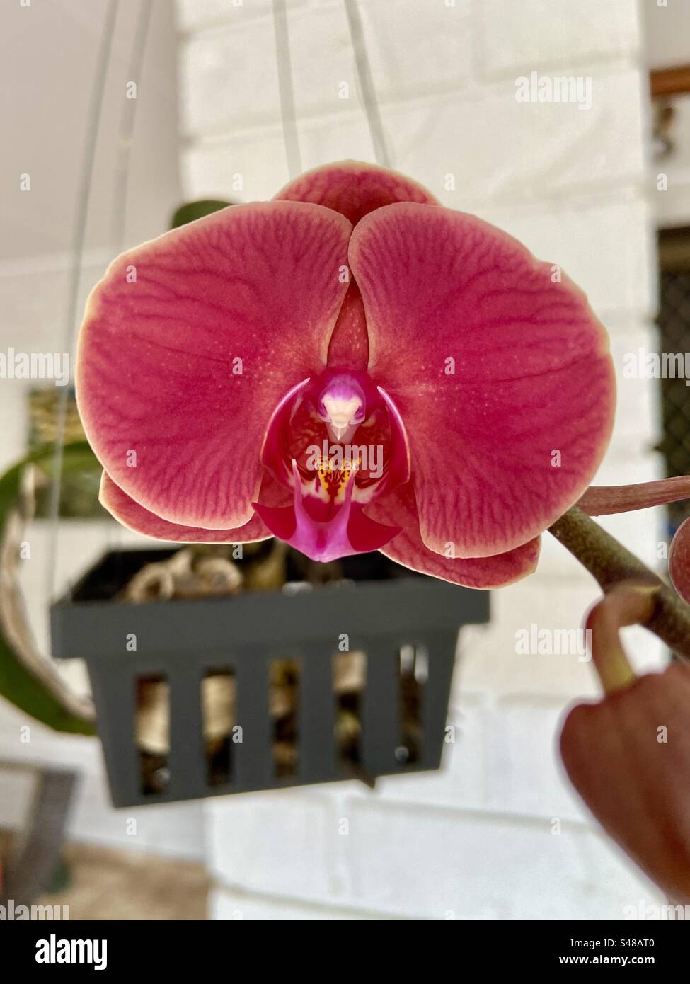 Orchid flower close up Cairns Australia Stock Photo