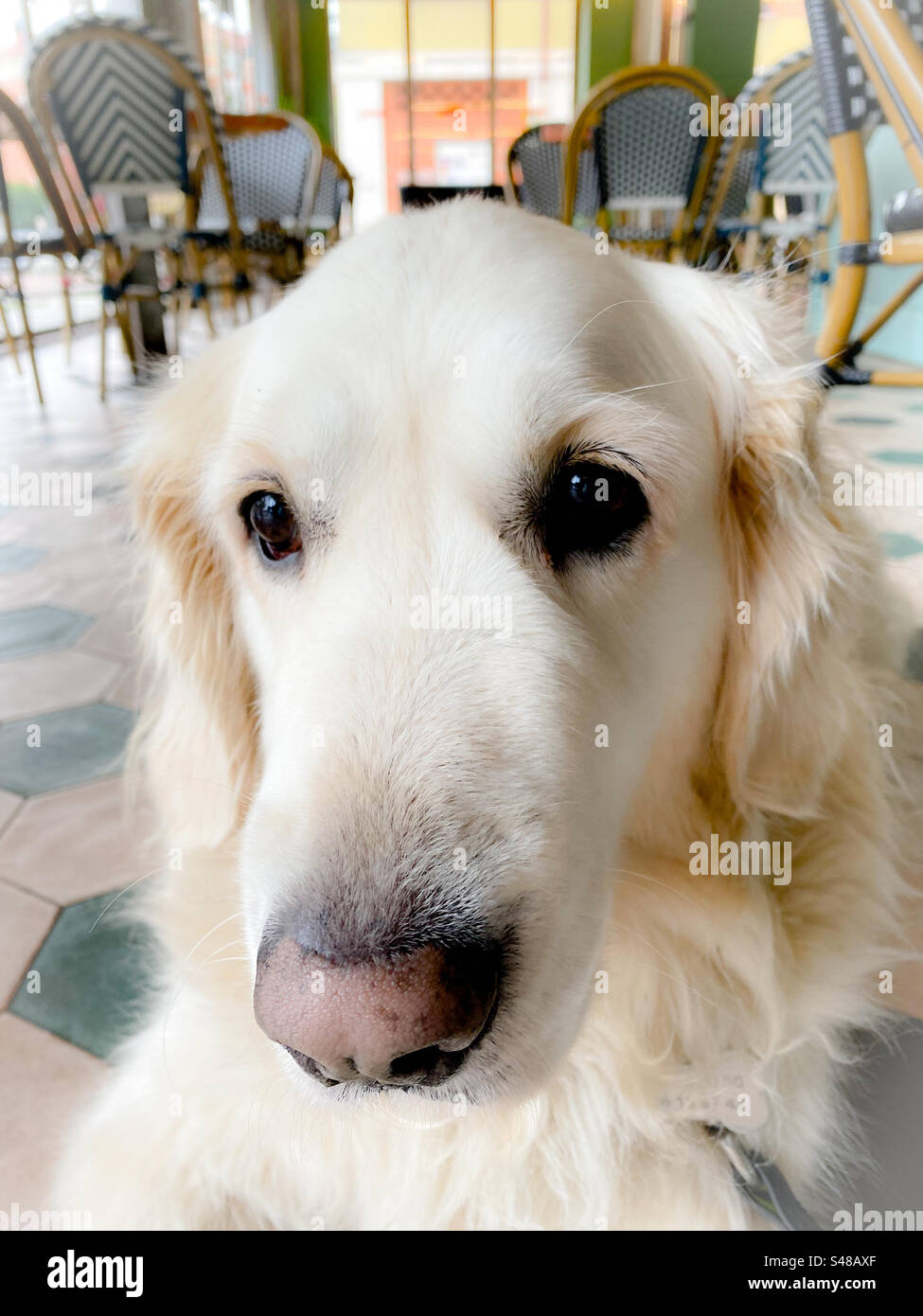 Golden Retriever dog portrait in a coffee shop - Smartphone Captured Stock Image