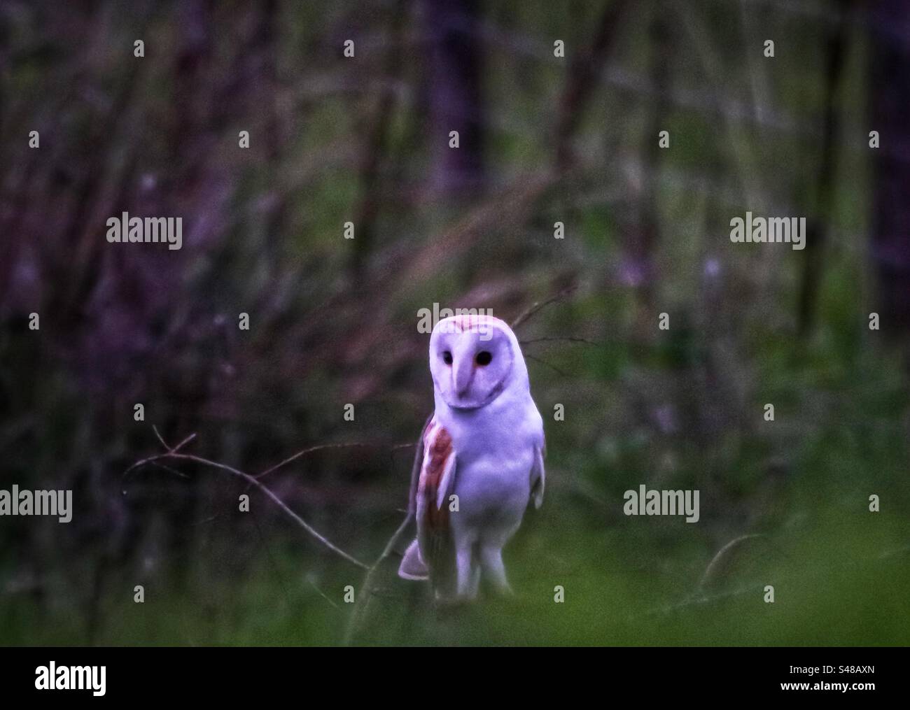A beautiful perched Barn Owl - Smartphone Captured Stock Image