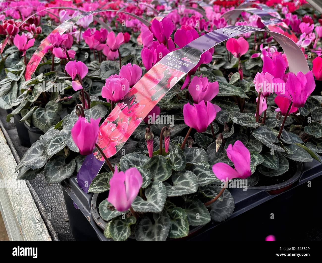 Cyclamen plants for sale at nursery - Smartphone Captured Stock Image