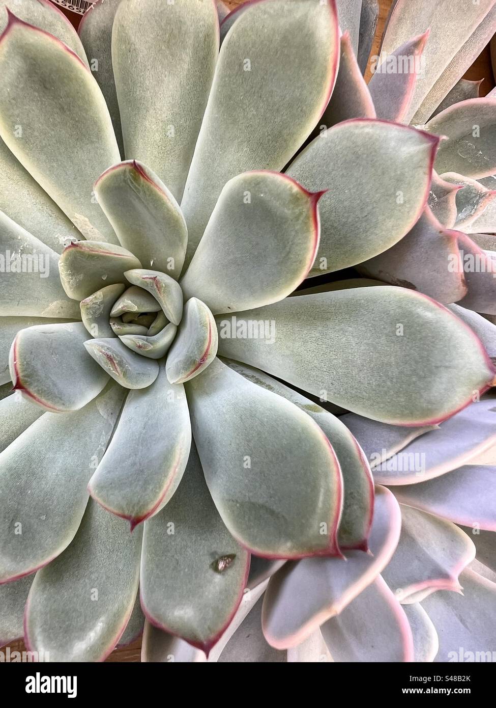 Succulent plant from above Stock Photo
