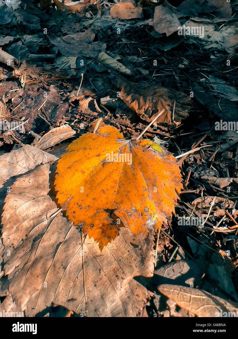 Autumn leaf on the ground - Smartphone Captured Stock Image