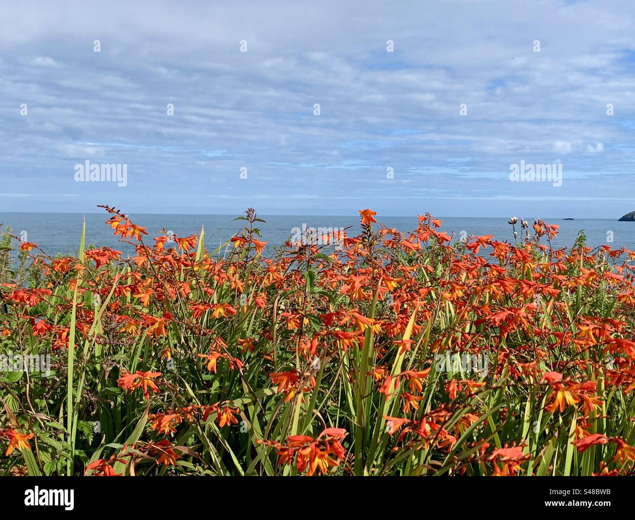 Orange kaffir lillies in foreground of seaview - Smartphone Captured Stock Image