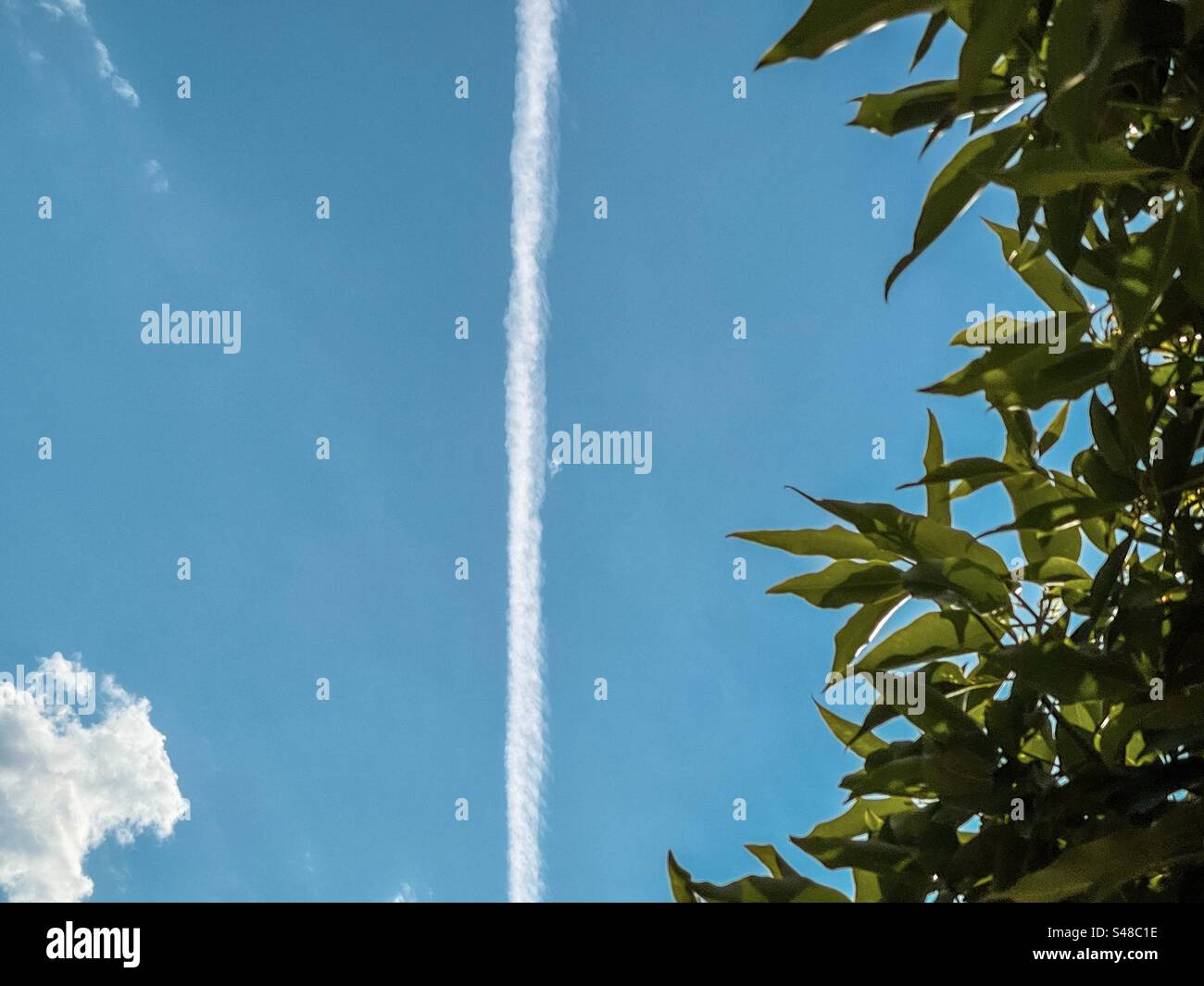 Vapor trail on blue sky with a single white cloud and green tree leaves. - Smartphone Captured Stock Image Vapor trail on blue sky with a single white cloud and green tree leaves. - Smartphone Captured Stock Image
