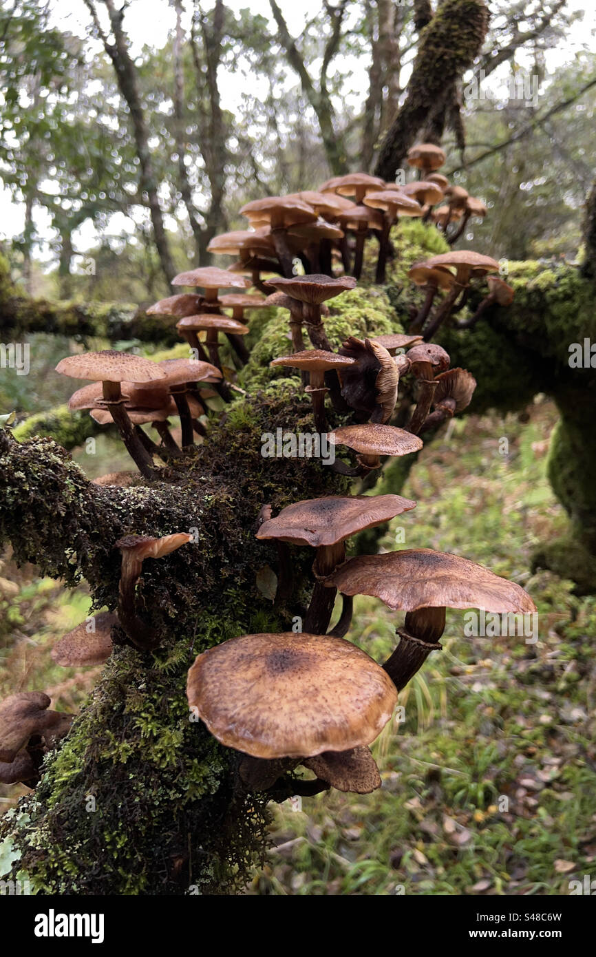 A large number of honey mushrooms growing on a tree trunk. Autumn, fungi, mushroom, foraging, nature. Stock Photo