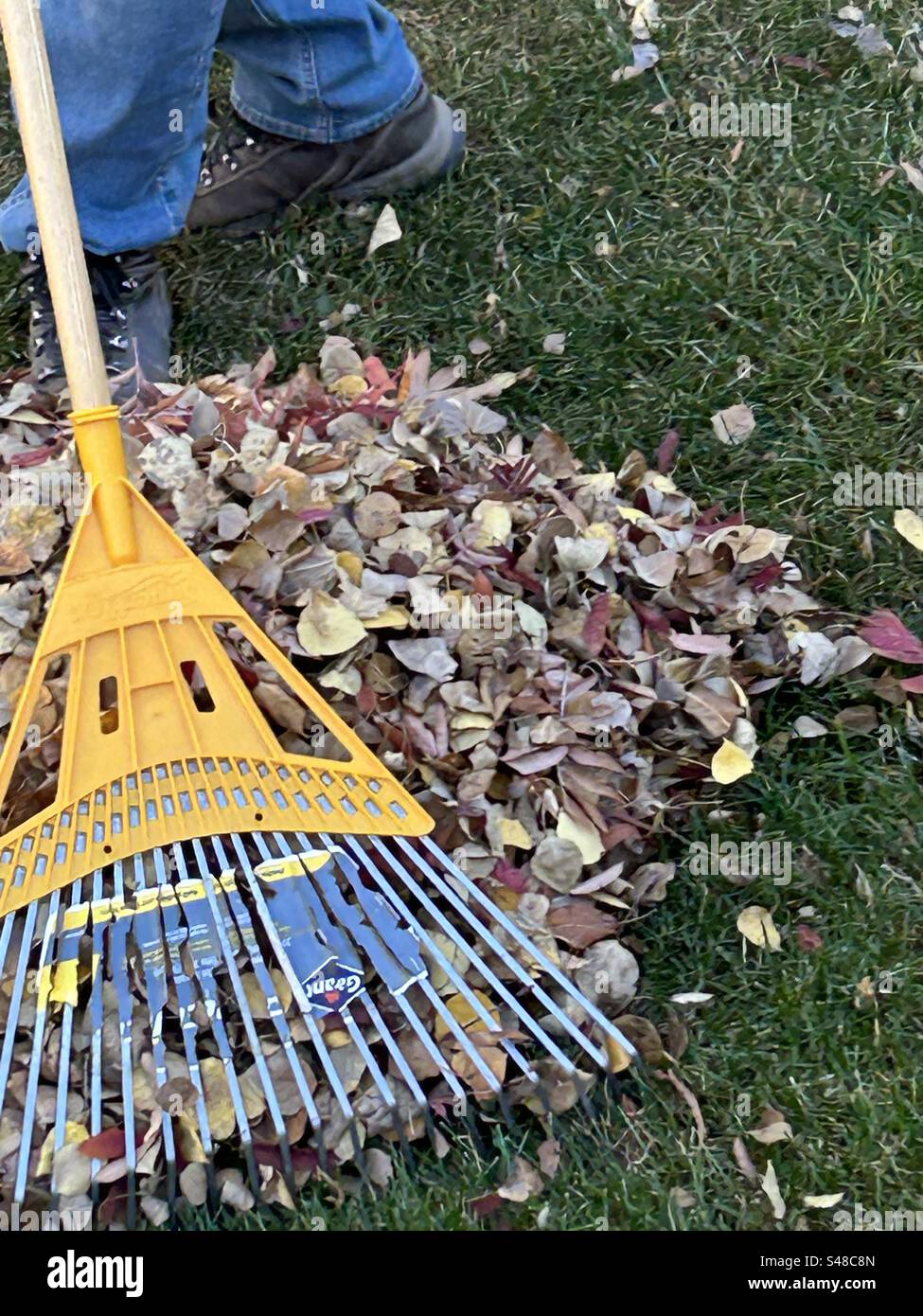 Autumn chores, raking fallen leaves, fall, fallen, cleanup, - Smartphone Captured Stock Image