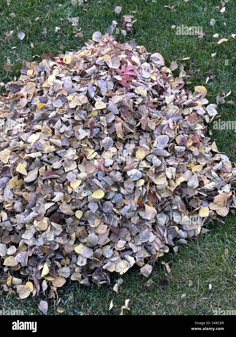 Autumn chores, raking fallen leaves, fall, fallen, cleanup, - Smartphone Captured Stock Image