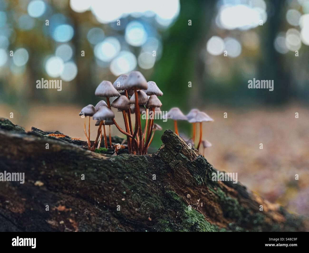 Cluster of bonnet mushrooms growing on a mossy log - Smartphone Captured Stock Image