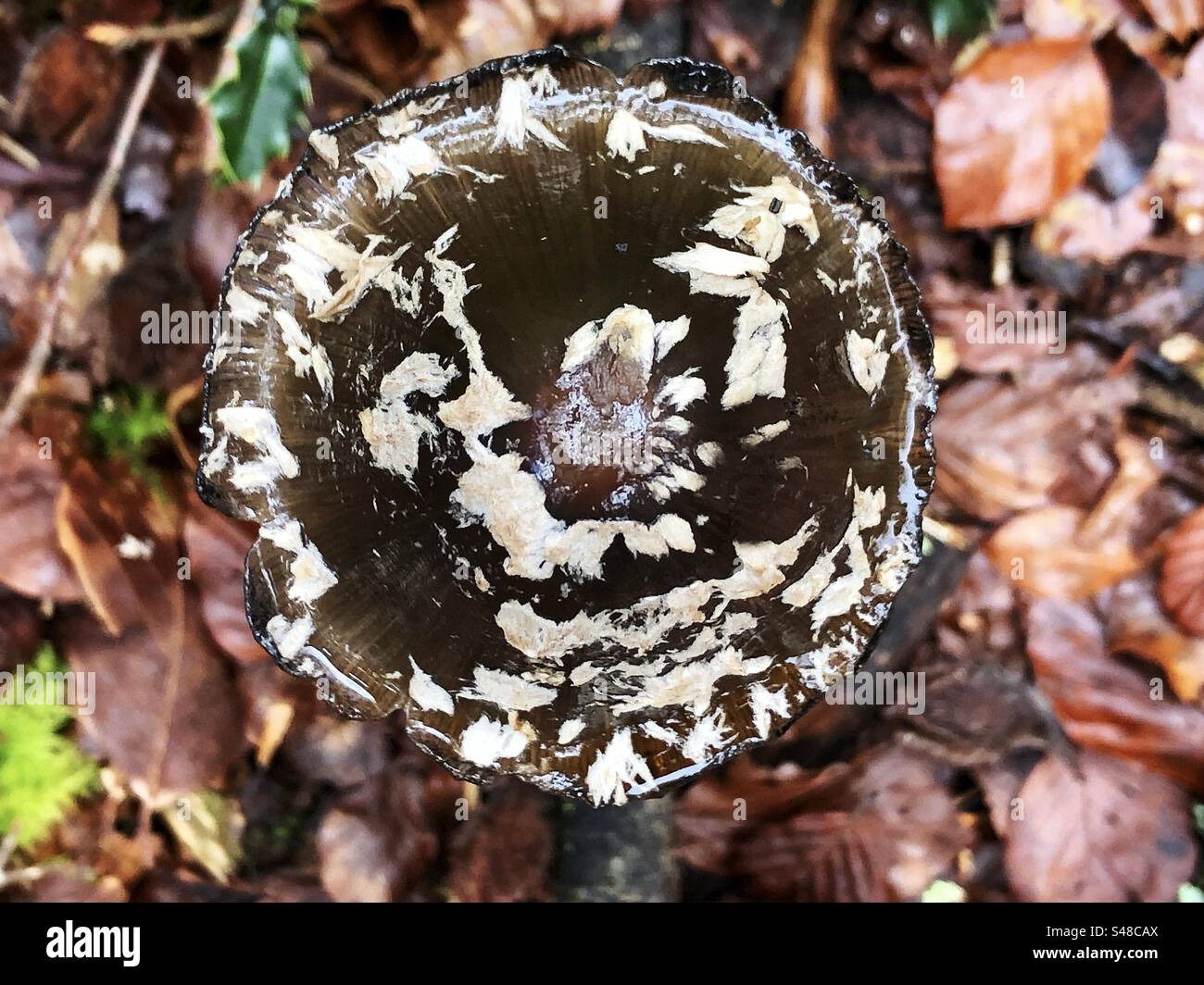 Magpie Inkcap mushroom (Coprinopsis picacea) closeup of white specks on the mushroom cap, growing in Knightwood Oak, New Forest National Park Hampshire United Kingdom - Smartphone Captured Stock Image