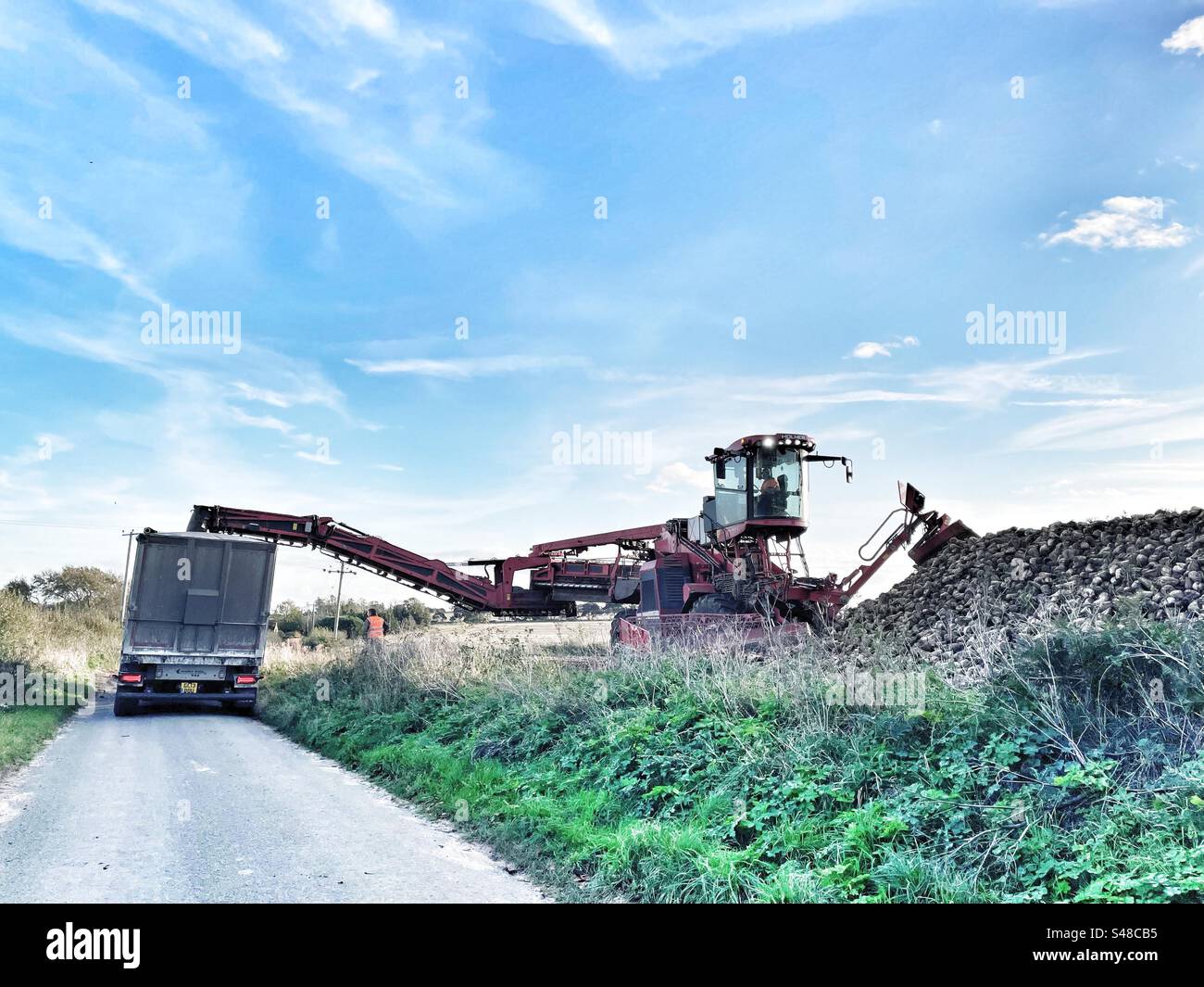 Sugar beet loaded onto lorry Hollesley Suffolk England - Smartphone Captured Stock Image