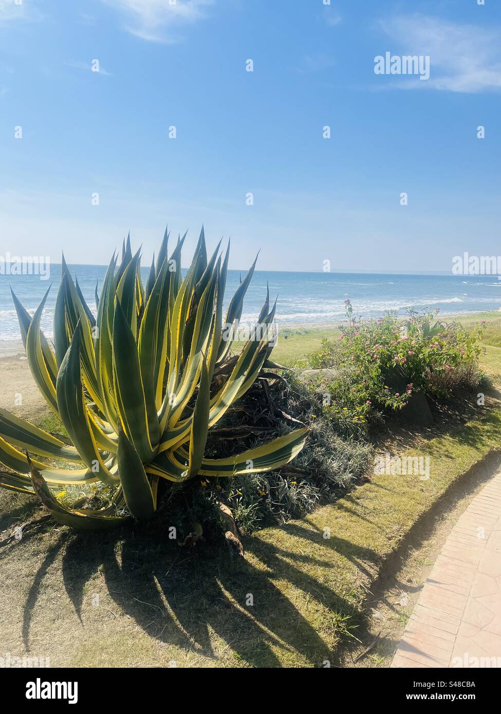 Snake plant type along the beach with views of the blue sea and sky Stock Photo