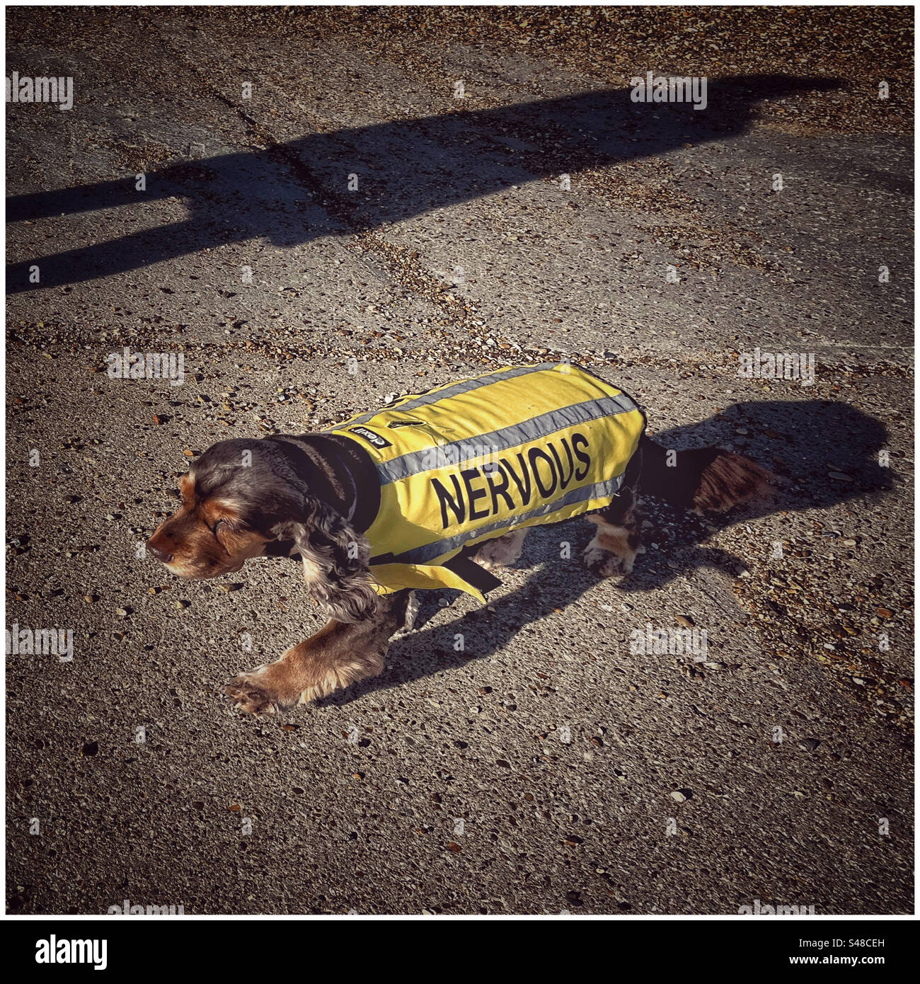 Dog in a jacket marked NERVOUS - Smartphone Captured Stock Image