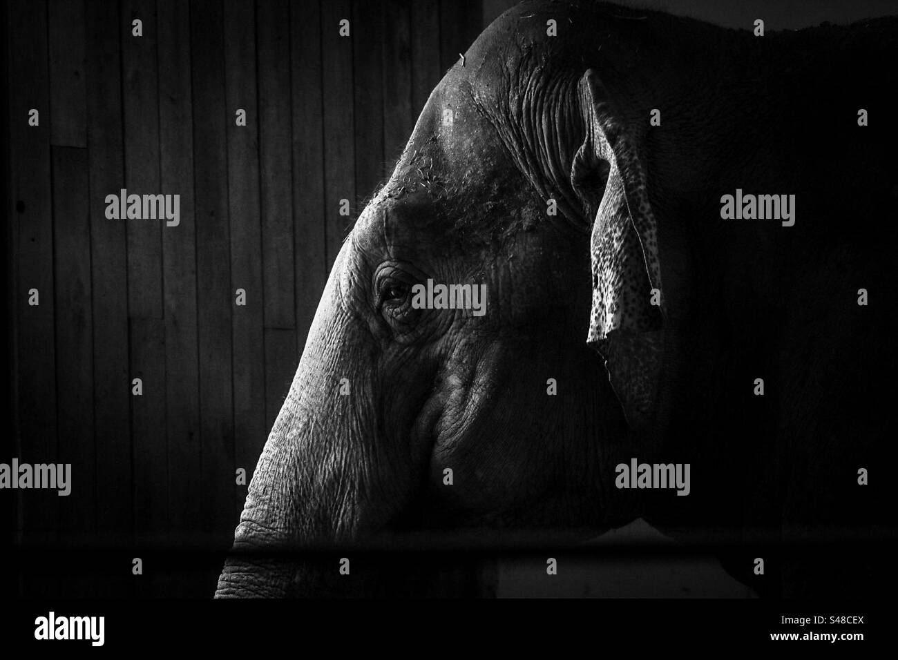 black-and-white-elephant-stock-photo-alamy