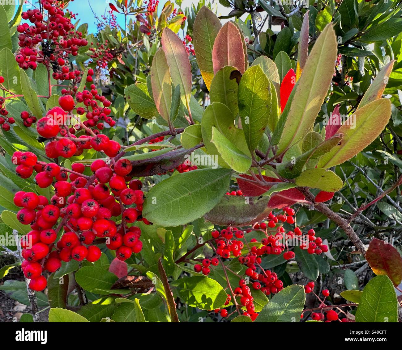 Toyon (Heteromeles arbutifia), the official native plant of the city of Los Angeles, has also been known as Christmas berry and California holly. Stock Photo