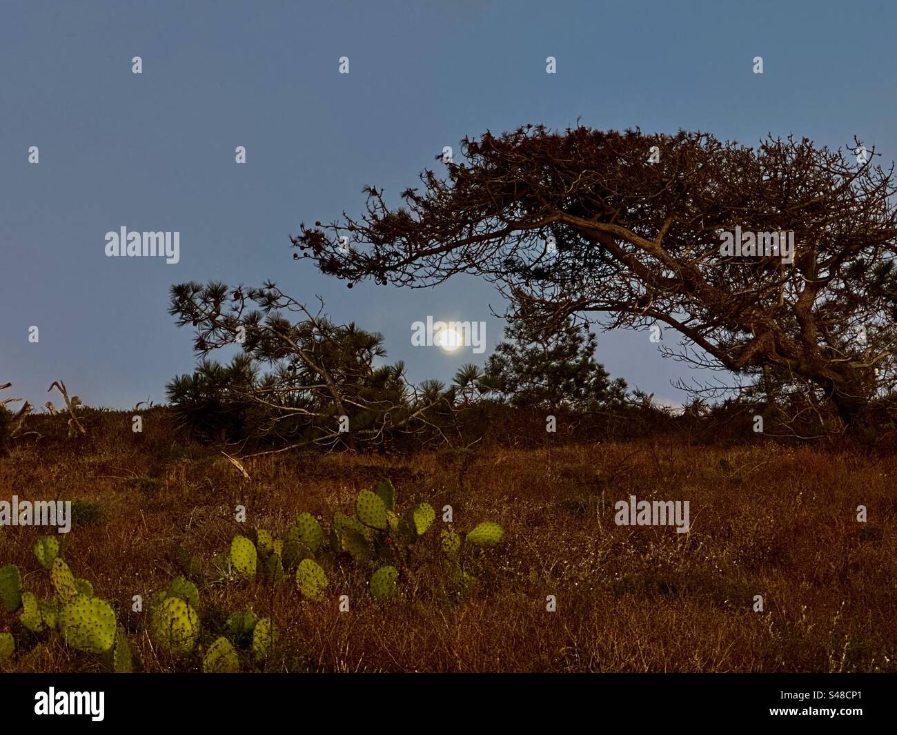 Moon rising behind rare Torrey pines at Torrey Pines State Natural Reserve near San Diego, California. Stock Photo