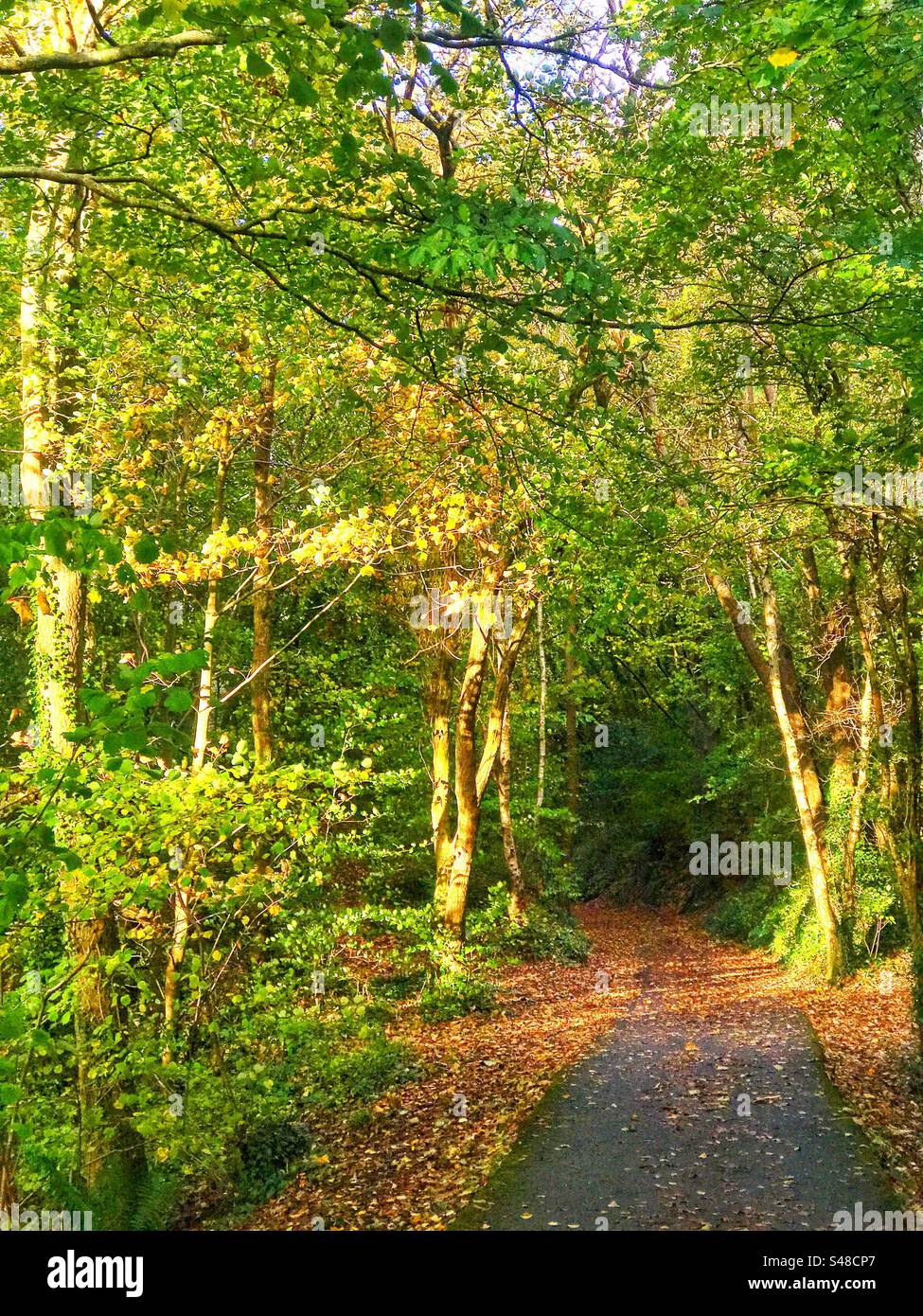 Raking light across birch trees on cycle path - Smartphone Captured Stock Image
