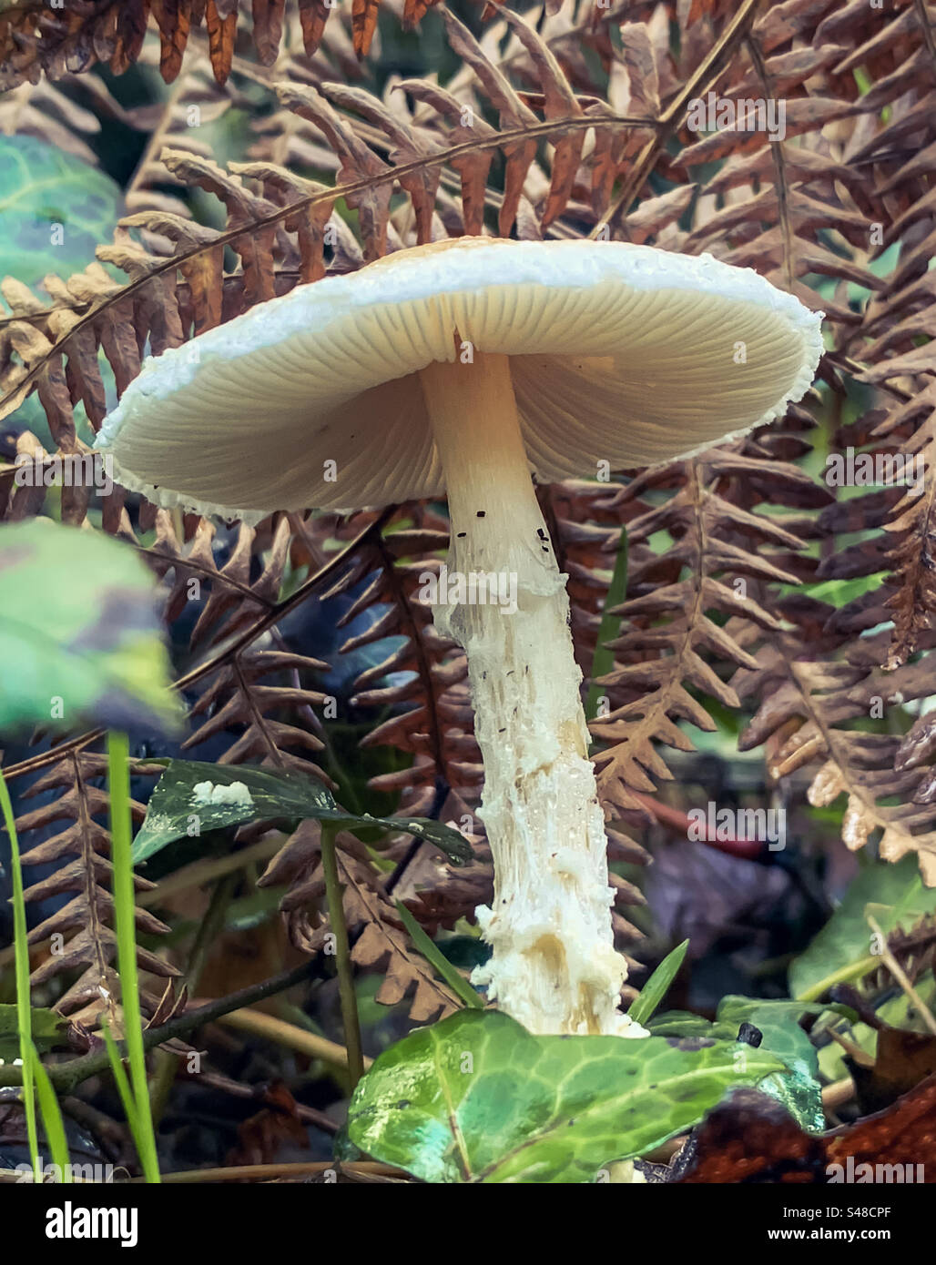 A white Agaricaceae mushroom and brown bracken - Smartphone Captured Stock Image