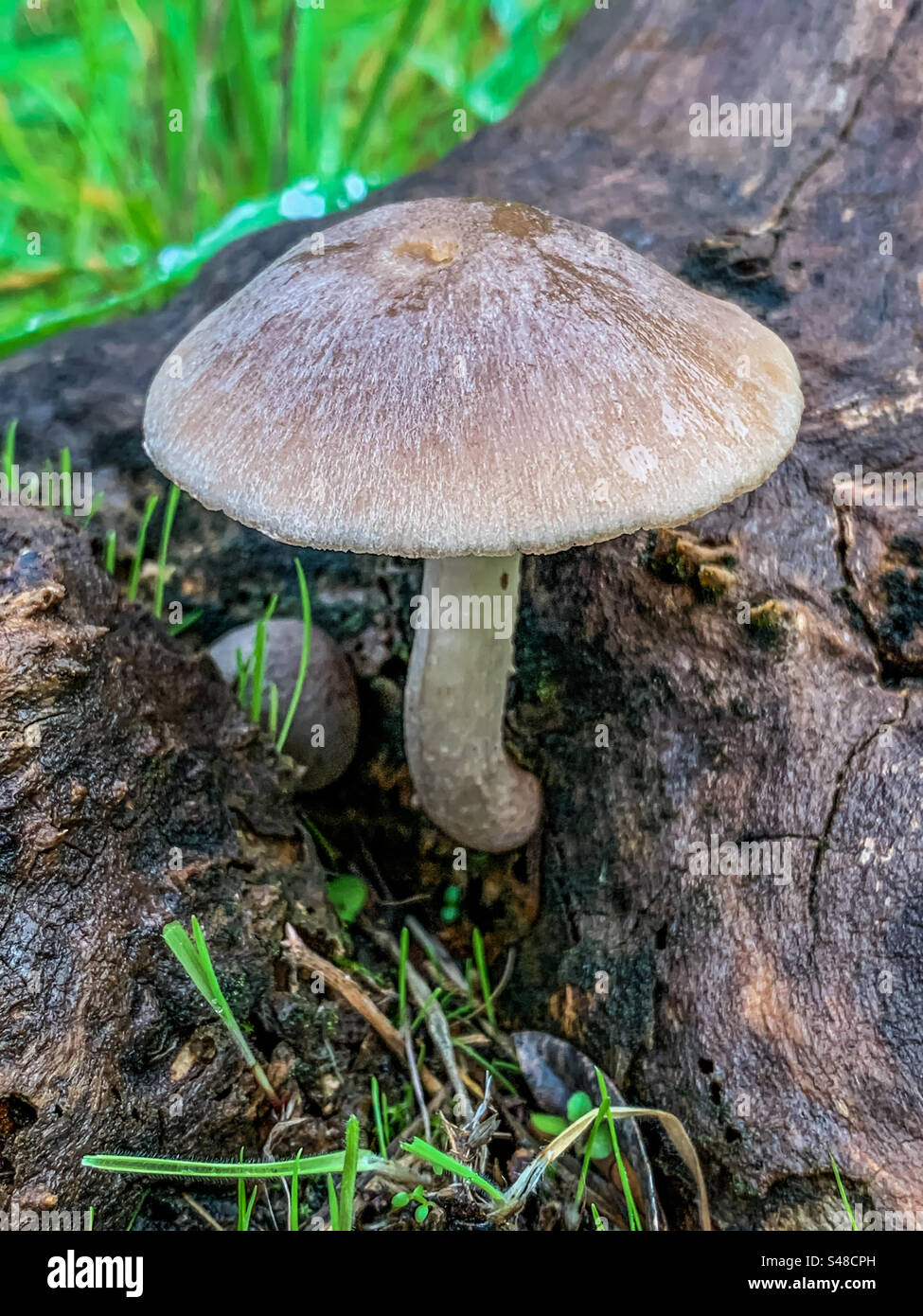 Pluteaceae mushroom growing from an old tree stump - Smartphone Captured Stock Image