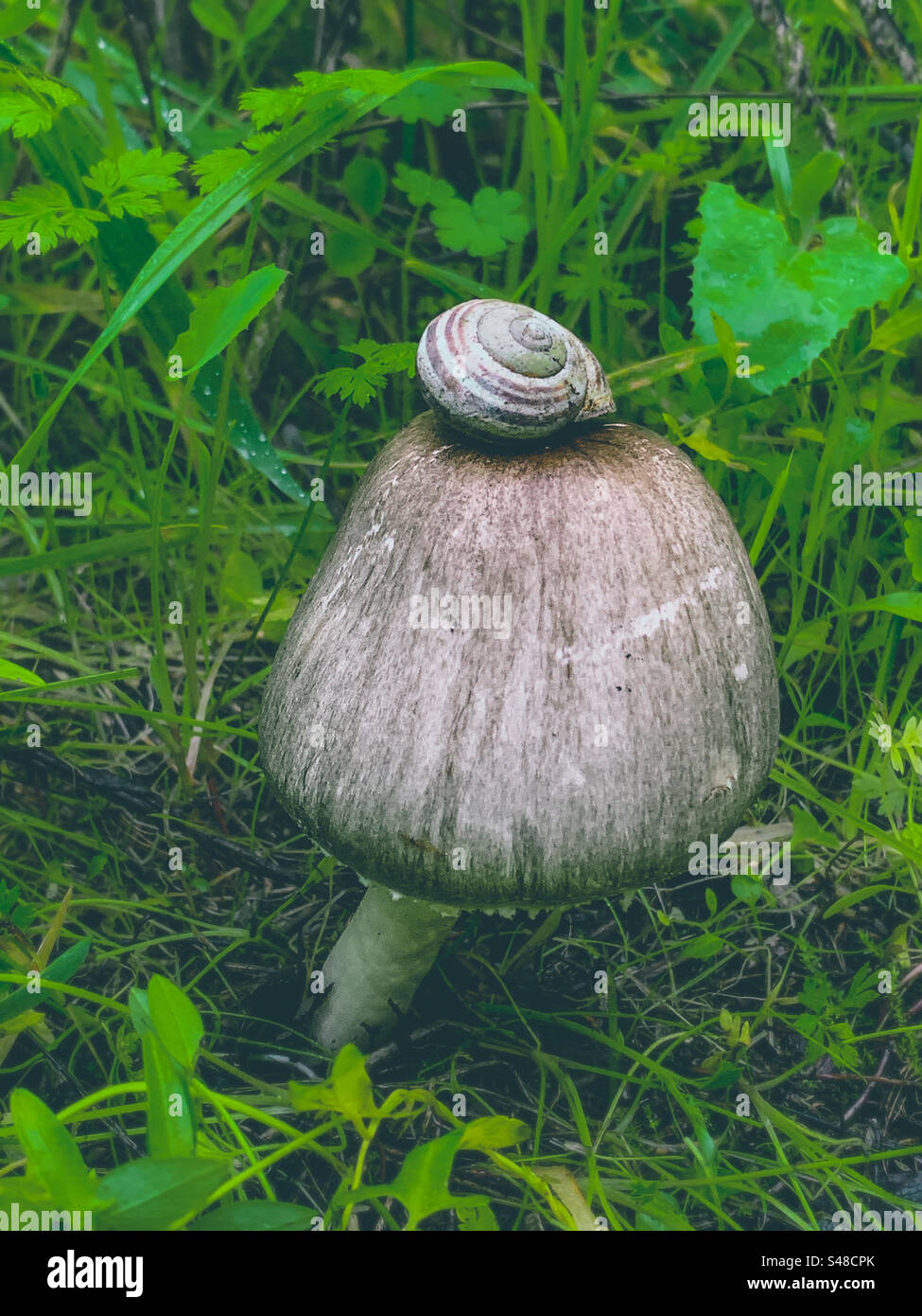 Snail shell on top of a Pluteaceae mushroom - Smartphone Captured Stock Image