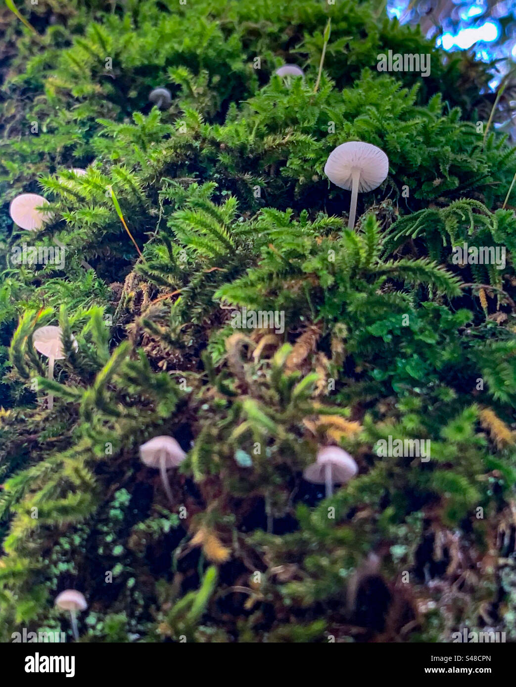 Tiny coprinaceae mushrooms growing from moss covered tree Stock Photo
