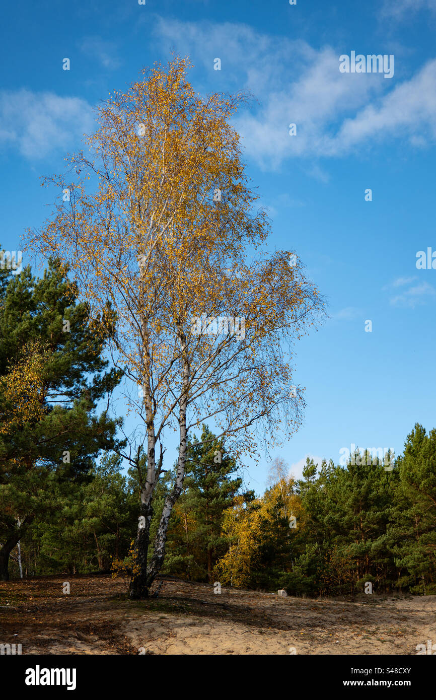 Birch tree with yellow leaves against the blue sky in autumn. Poland - Smartphone Captured Stock Image