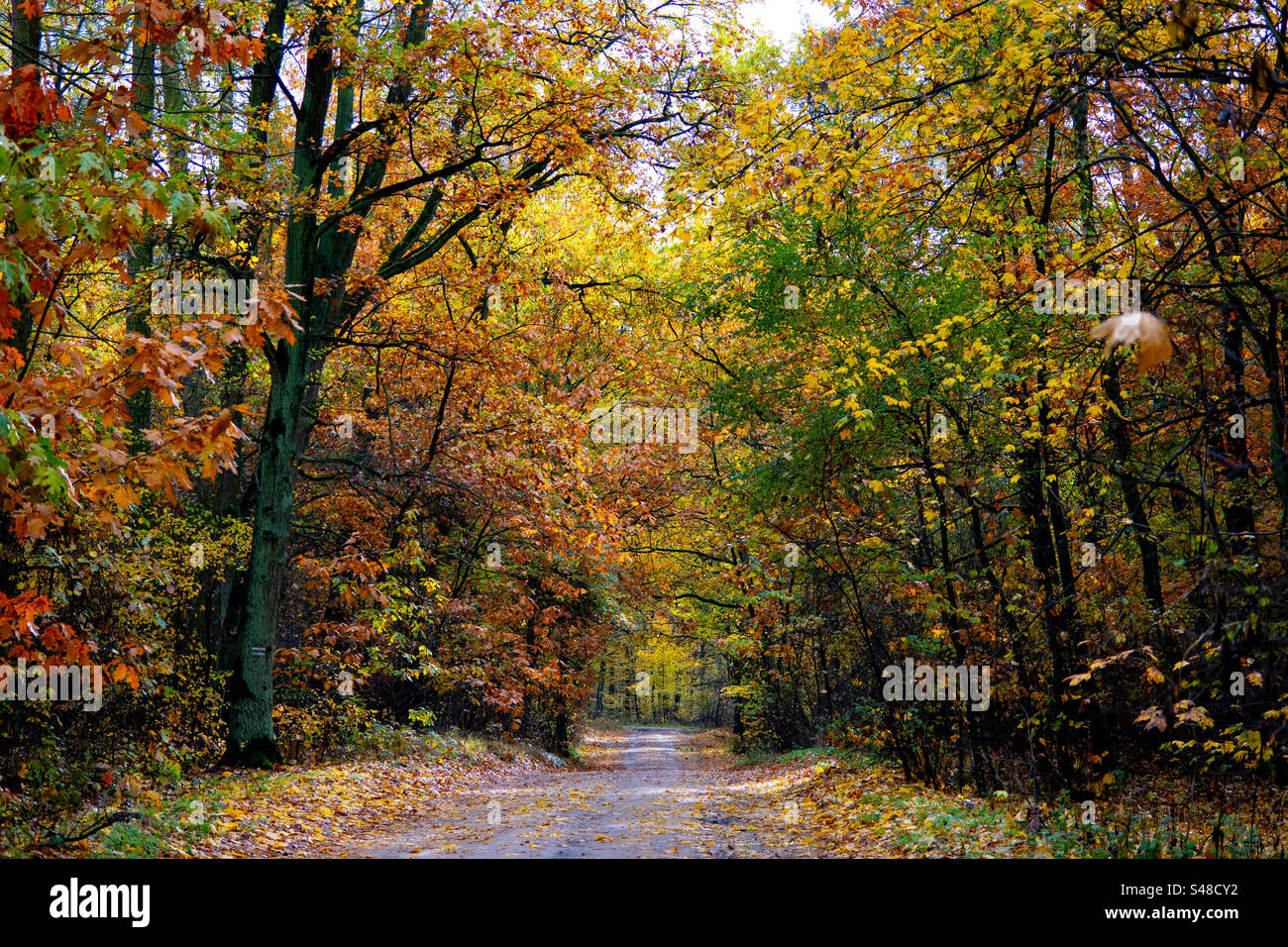 Autumn in the forest Stock Photo - Alamy