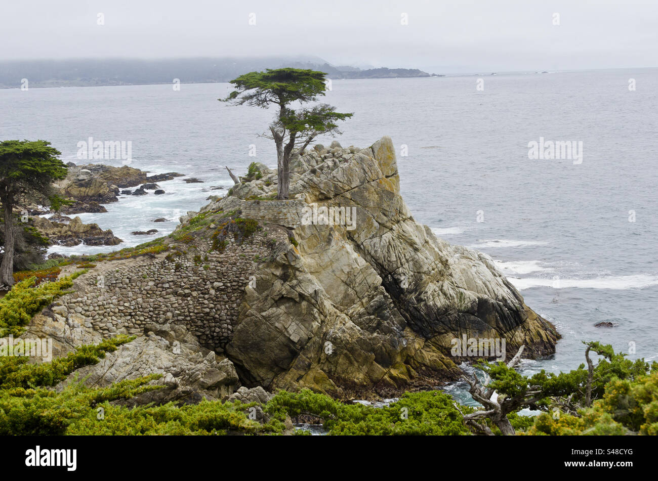 Famous tree at Pebble Beach golf course in California - Smartphone Captured Stock Image