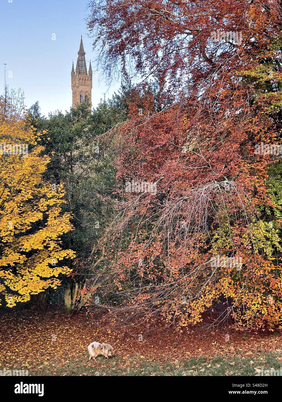 Dog walk in Glasgow Stock Photo Alamy