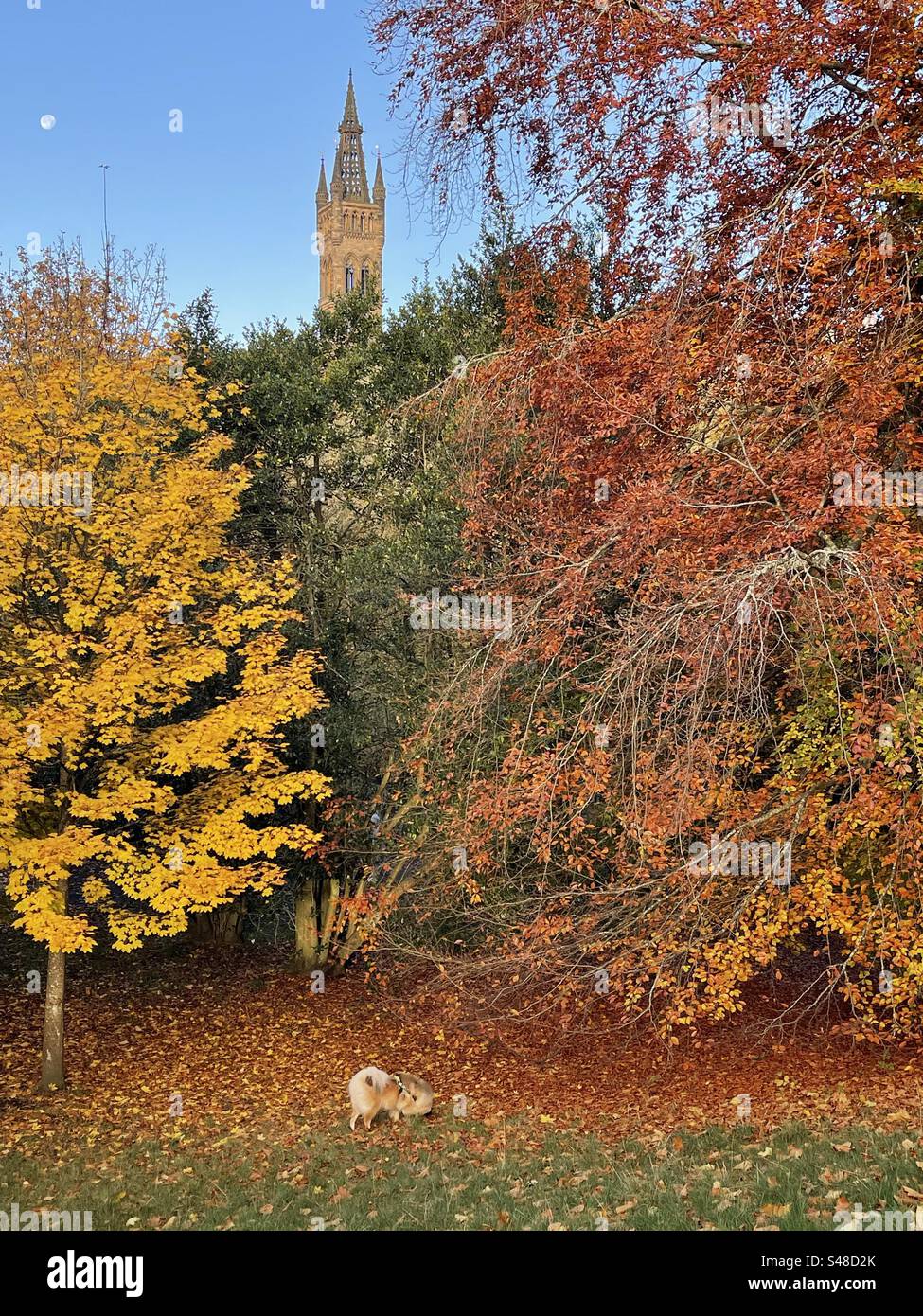 Dog walks in Glasgow Stock Photo Alamy