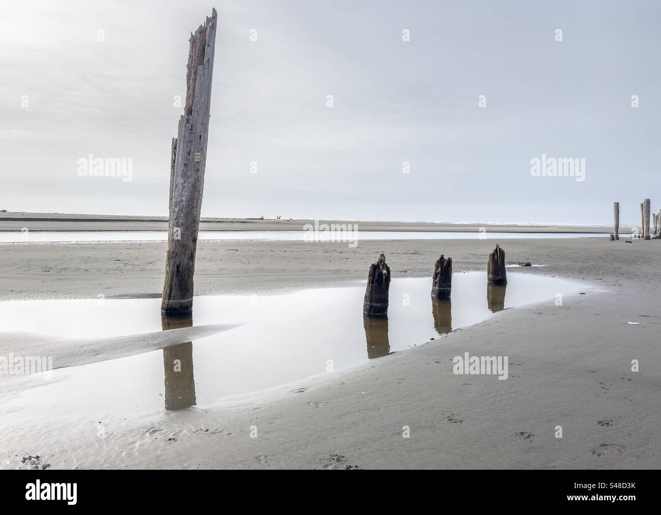 Remnants of wooden posts and pylons on beach from abandoned pier along the Washington state coastline - Smartphone Captured Stock Image
