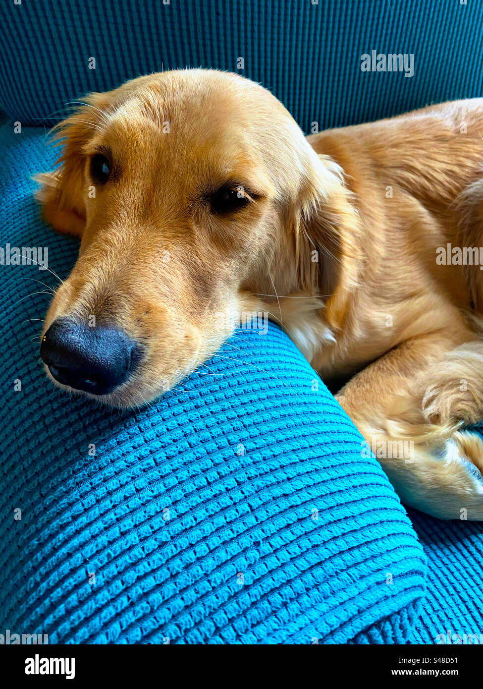Sleepy golden retriever on a blue couch - Smartphone Captured Stock Image