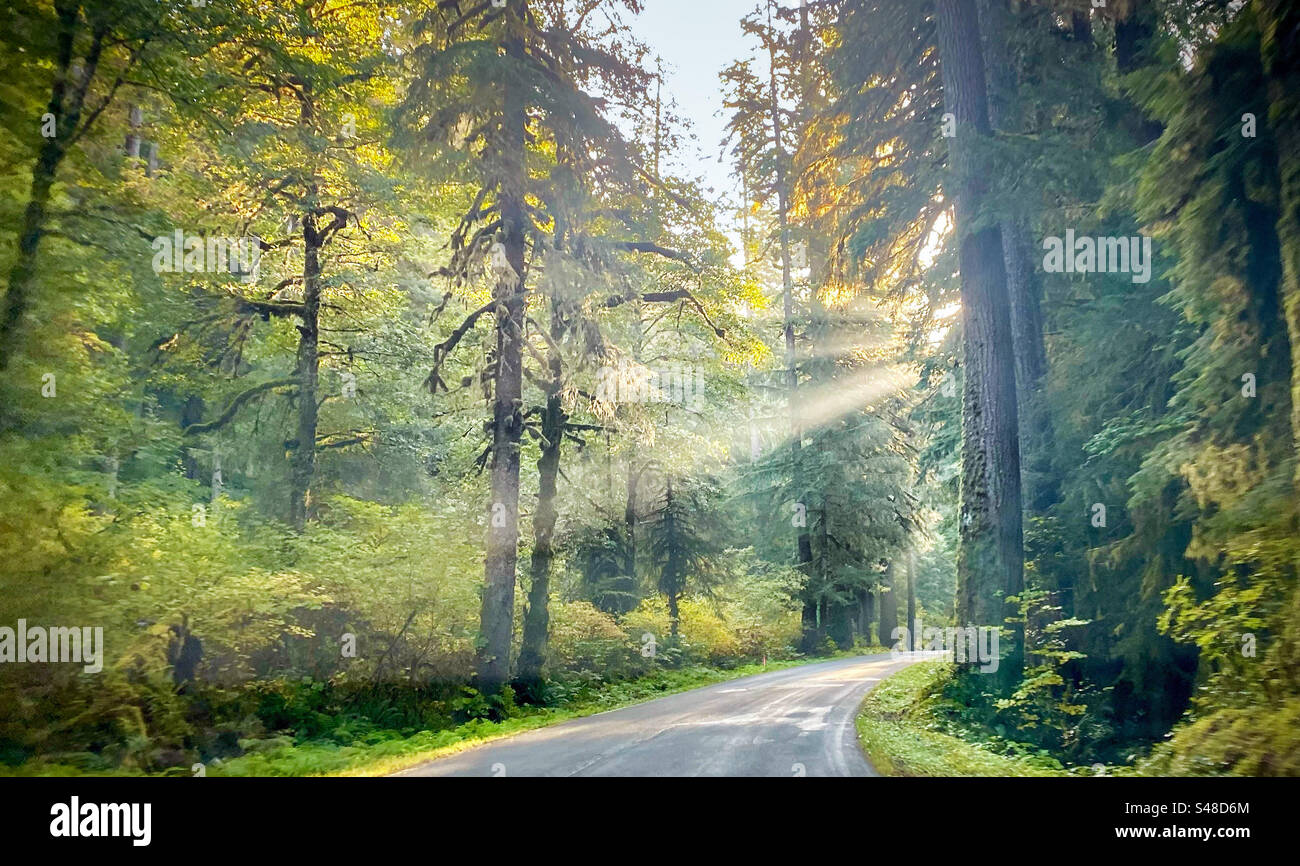 Morning light streaming the the trees and mist asking a country road in the Pacific Northwest - Smartphone Captured Stock Image